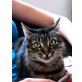 Gracy, liebesvolles Platzerl gesucht - Katze