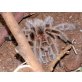 Grammostola cala