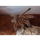 Grammostola porteri - weiblich