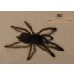 Grammostola pulchra