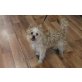 Grass, Yorkshire-Terrier-Mischlings-Rüde - Rüde