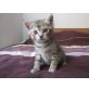 Grau Muster Katzenmädchen - Katze
