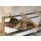 Grau getigert - Katze