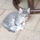 Grauhaarige Katze - Katze
