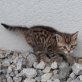 Grauhaarkatze - Katze