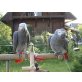Graupapagei - weiblich