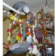 Graupapagei - weiblich