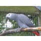 Graupapagei - weiblich