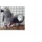 Graupapageien, Graupapagei - weiblich