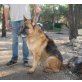 Greco, Deutscher Schäferhund - Rüde