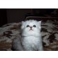 Greg, Perser - Katze