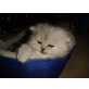 Greg, Perser - Katze