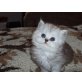 Greg, Perser - Katze