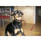 Gregor, Dobermann Schäferhund - Rüde