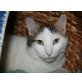 Gregor, Weiß mit Grautiger-Flecken - Kater