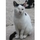 Gremlin, Mischling - Kater