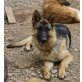 Greta, Deutscher Schäferhund - Hündin