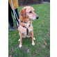 Greta, Labrador-Mischling - Hündin