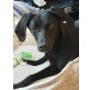 Greta, Labrador-Mischling Welpen - Hündin