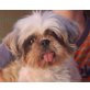 Greta - NOTFALL, Shih Tzu - Hündin