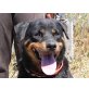 Greta, Rottweiler - Hündin