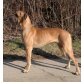Greta vom Moorgarten, Deutsche Dogge - Hündin
