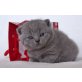 Greta von Burg Overbach, Britisch Kurzhaarkatze - Katze