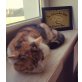 Gretchen, Mischlingskatzendame - Katze