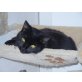 Gretel, Europäische Kurzhaarkatze - Katze