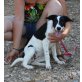 Gretel-NOTFALL, Border Collie Mix Welpen - Hündin