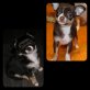 Gretha , Gwen, Chihuahua kurzhaariger Schlag Welpen - Hündin
