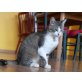 Grey, EKH - Kater