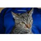 Grey, Mischling - Kater