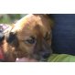 Grey, superlieber Familienhund - Rüde