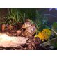 Griechische- & Breitrandschildkröte