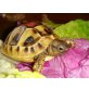 Griechische- & Breitrandschildkröte