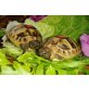Griechische- & Breitrandschildkröte