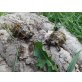 Griechische Landschildkröte