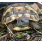 Griechische Landschildkröte