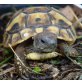 Griechische Landschildkröte