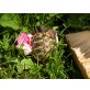 Griechische Landschildkröte