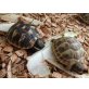 Griechische Landschildkröte