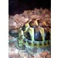 Griechische Landschildkröte