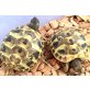 Griechische Landschildkröte