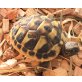 Griechische Landschildkröte