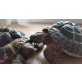 Griechische Landschildkröte
