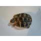 Griechische Landschildkröte