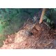 Griechische Landschildkröte