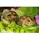 Griechische Landschildkröte