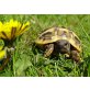 Griechische Landschildkröte